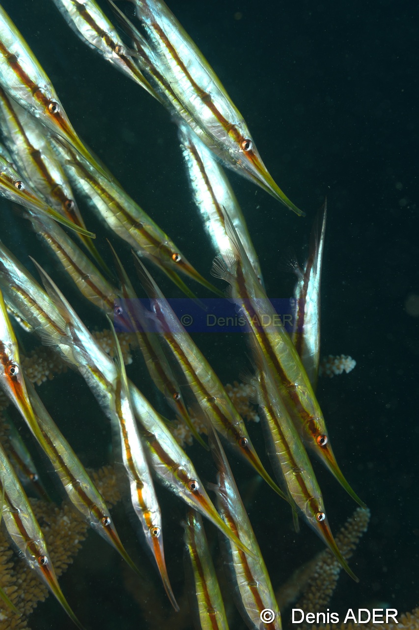 Aeoliscus scrutatus Poisson couteau rigide-Wakatobi Pasar wajo Beach-6m-20180602-Denis-ADER-DSC_3264_tn.jpg
